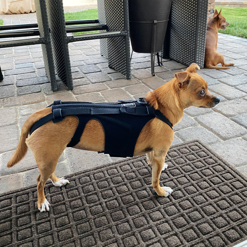 Back Brace For Dogs